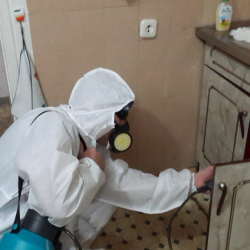Дезинфекция от муравьев в квартире в Одинцово
